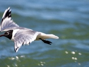 Laughing all the way to the bank of the Bow