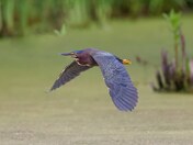 Green heron