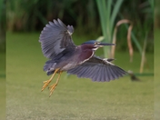 Green heron
