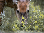 White-tailed Doe Dining
