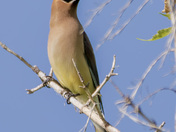 Cedar waxwing
