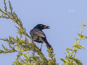 Common grackle