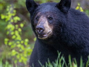 Early Morning in the Forest