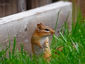 Cutest Chipmunk 