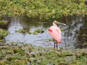 Orlando Wetlands