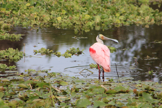 Orlando Wetlands