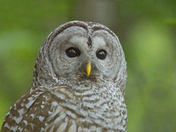 Barred Owl Portrait