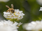 Pollinators in Action