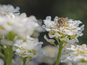 Pollinators in Action