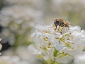 Pollinators in Action