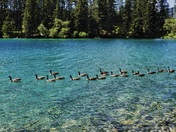 Follow the Leader... Canadian style