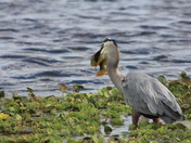 Orlando Wetlands
