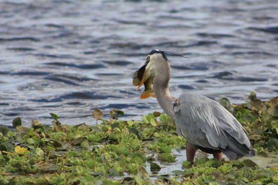Orlando Wetlands