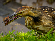 Anahauc National Wildlife Refugre