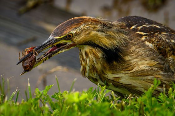 Anahauc National Wildlife Refugre