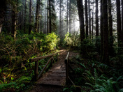 Redwood Forest National Park