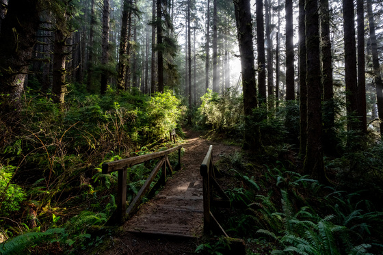 Redwood Forest National Park