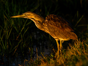 Anahauc National Wildlife Refuge