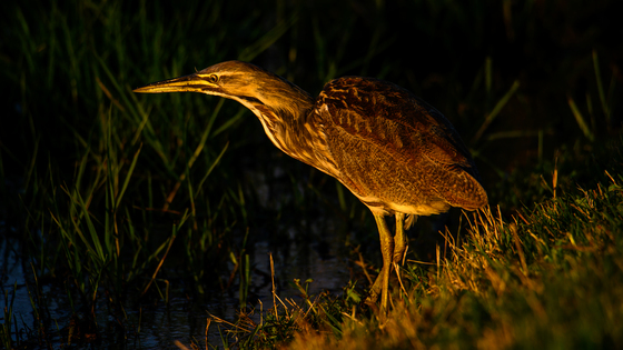 Anahauc National Wildlife Refuge