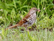 Brown Thrasher
