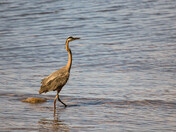 Blue Heron at Sunset