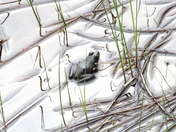 Frog on some reflective water