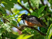 Spotted Towhee