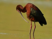 White-faced Ibis 