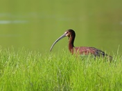 White-faced Ibis 
