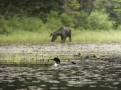 Backcountry in Algonquin