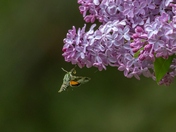 Stop And Smell the Lilacs