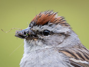 Well that's a beak-full!