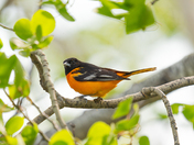 Baltimore Oriole 