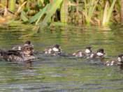 Interspecies Friendship