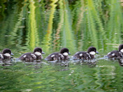 Getting your Ducks in a row!