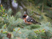 Bay-breasted Warbler