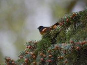 American Redstart