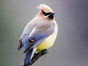 Cedar Waxwing