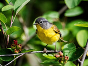 Nashville Warbler