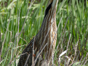 American Bittern