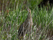 American Bittern