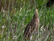 American Bittern
