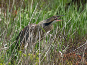 American Bittern