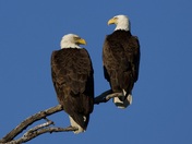 Bald Eagles