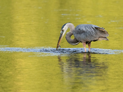 Great Blue Heron