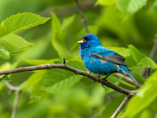 Indigo bunting