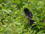 Eastern towhee