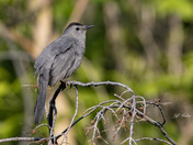 Grey catbird
