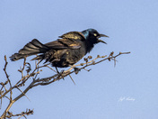 Common grackle