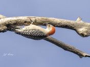 Red-bellied woodpecker